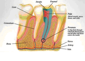 East Cobb Endodontics