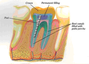 East Cobb Endodontics